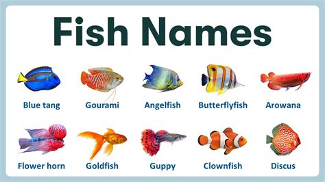 9 fish|9 Letter Fish Names .